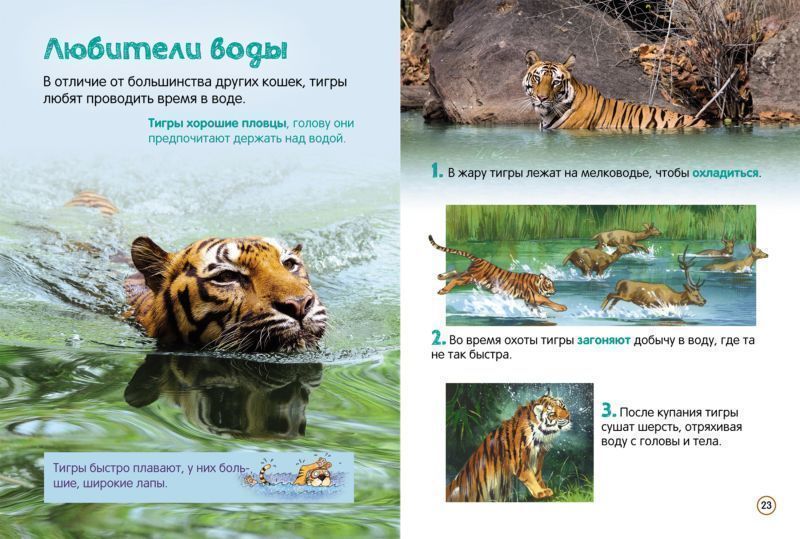 Уценка. Тигры. Энциклопедия для малышей