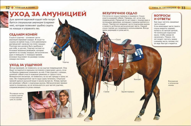 Лошади и пони. Детская энциклопедия
