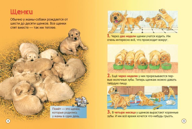 Собаки. Энциклопедия для малышей